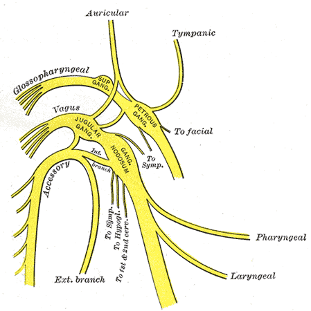 Diagrama anatómico del nervio vago, su origen y recorrido junto al glosofaríngeo